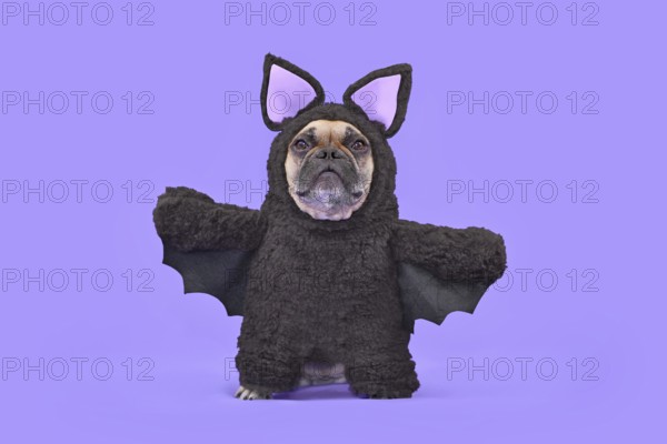 Halloween dog costume. French Bulldog wearing funny homemade full body bat costume in front of