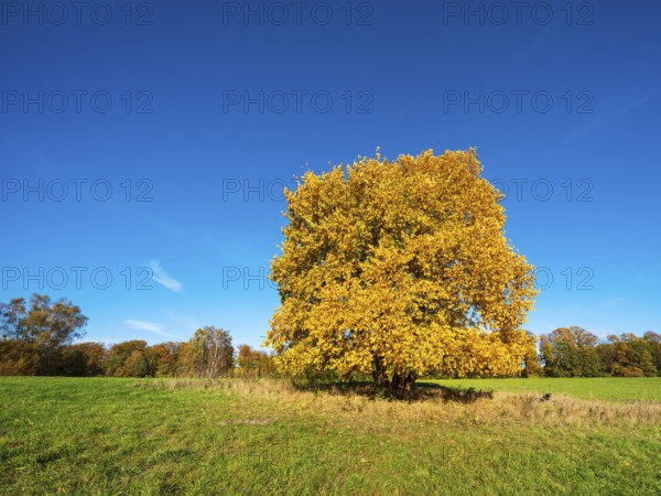 Solitary beech in a green meadow in autumn, Uckermark, Brandenburg, Germany, Europe