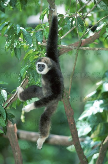 White-handed Gibbon (Hylobates lar)