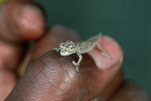 Horned Leaf Chameleon (Brookesia superciliaris) on human thumb, Madagascar, Africa