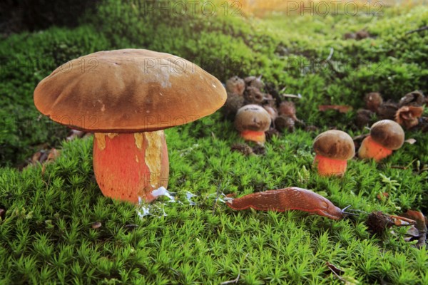 Dotted stem bolete (Boletus luridiformis)