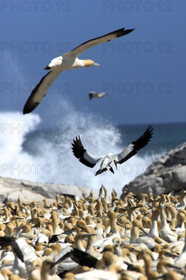 Cape Gannets (Morus capensis), colony, Lambert's Bay, South Africa (Sula capensis)