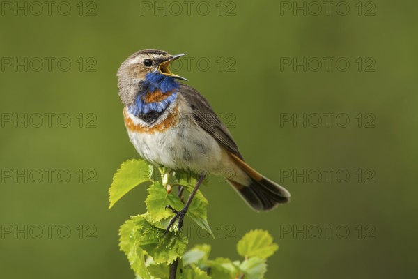 Red-spotted bluethroat (Luscinia svecica svecica) sings, Dovrefjell Sunndalsfjella National Park,