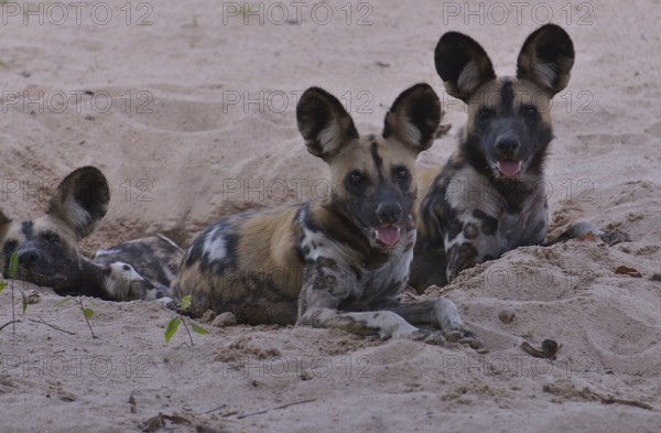 African Wild Dogs (Lycaon pictus), South Luangwa National Park, Zambia, Africa