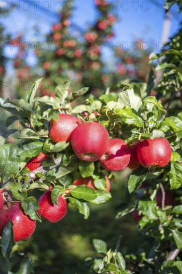 Red apples, ripe for the picking, Bodman-Ludwigshafen, Konstanz district, Baden-Württemberg,