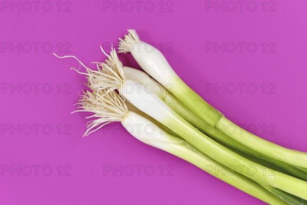 Bunch of green spring onions bulbs on purple background
