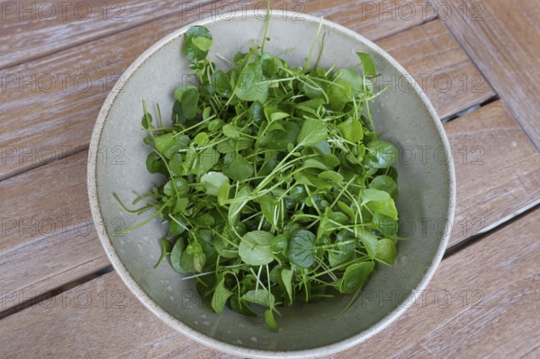Watercress (Nasturtium officinale), fresh cress for the preparation of a cress soup, bowl, bowl on