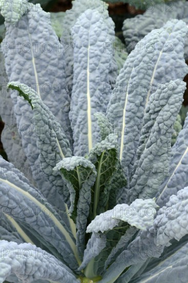 Brassica oleracea (Brassica oleracea var. palmifolia) black cabbage, cabbage, vegetable cabbage,