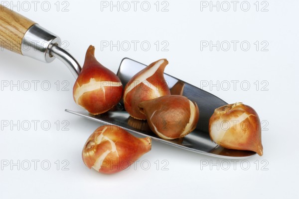 Tulip bulbs, shovel, flower bulbs