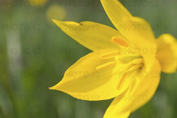 Wild tulip (Tulipa sylvestris) in flower, Saxony, Germany, Europe