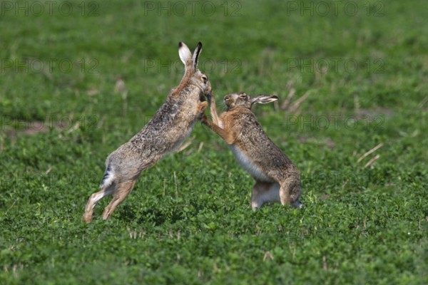 European hares (Lepus europaeus) boxing, fighting in the field during the breeding season, Germany,
