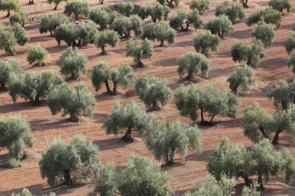 Olive groves, province of Jaon, Andalusia, Spain, Europe