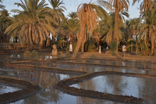 Farmers cultivating their fields along the Nile, Soleb, Nubia, Northern Sudan