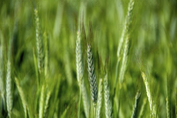 Close up of an ear of barley (hordeum vulgare) in a field. Auvergne Rhone Alpes. France