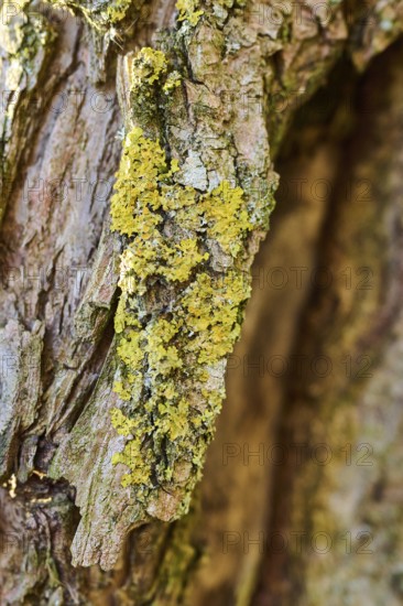 Detail of lichen growing on a crack willow (Salix fragilis) bark, Upper Palatinate, Bavaria,