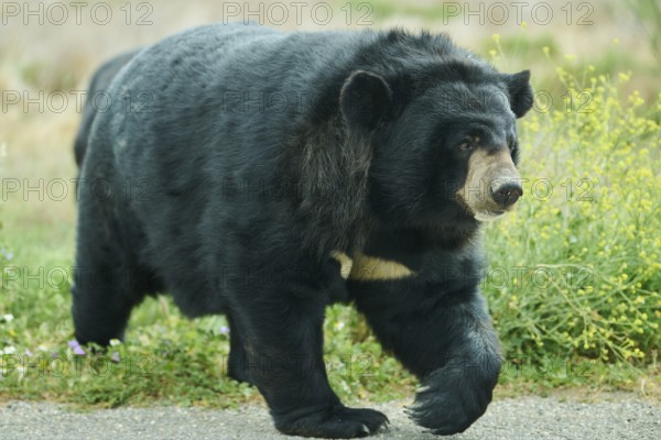 American black bear (Ursus americanus), captive, distribution North America