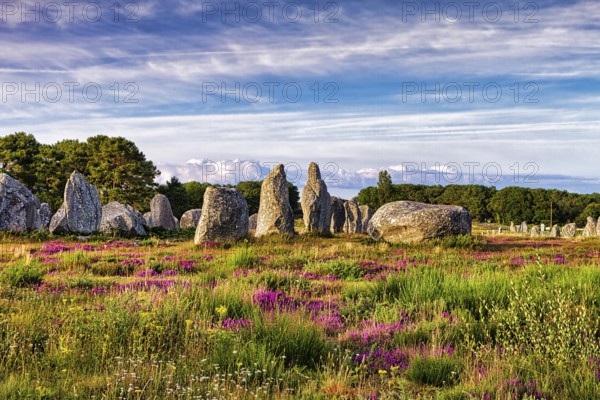 Flowering heath, stone circle, stone row, menhirs near Carnac, megalithic culture, Brittany,