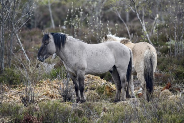 Konik horses, backbred forest tarpan (Equus islandicus), Schliffkopf, Black Forest National Park,
