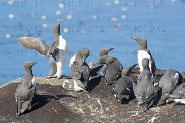 Numerous guillemots on a rock, Hornøya, Vardö. Finnmark, Norway, Europe