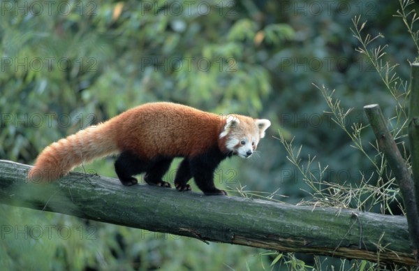 Red Panda (Ailurus fulgens), red panda, Cat Bear, lateral, side