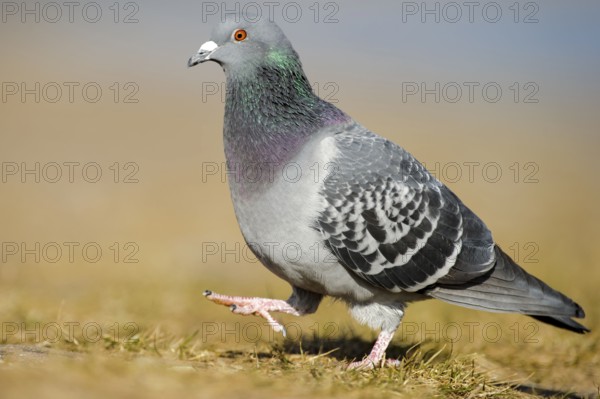 City pigeon, feral domestic pigeon, lateral