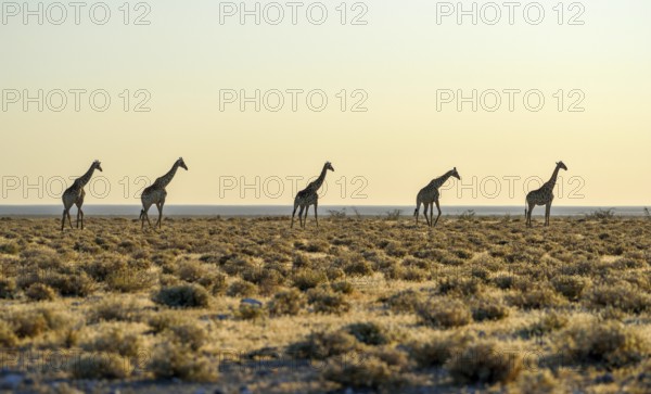 Angolan Giraffes (Giraffa camelopardalis angolensis) running one after another in the steppe,