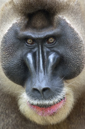 Drill (Mandrillus leucophaeus), male, animal portrait, captive South-West Region, Cameroon, Africa
