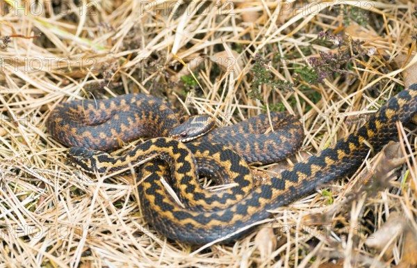 Two wild common european vipers (Vipera berus), brown, adult animals, females, lying and cuddling