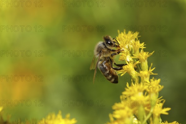 European honey bee (Apis mellifera) collecting nectar from a yellow flower of goldenrod (Solidago),