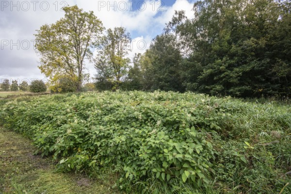 Flowering Japanese Knotweed (Fallopia Japonica), an invasive piece in a forest clearing in Ystad,
