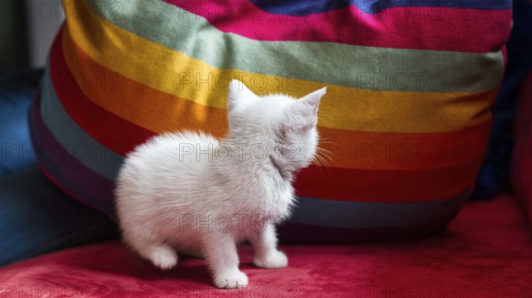 White kitten, house cat sitting on red sofa, looking at cushion in rainbow colours, Germany, Europe