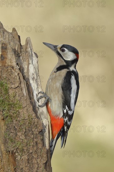 Great spotted woodpecker (Dendrocopos major), male, sitting on deadwood, Rothaargebirge, North