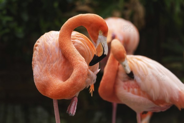 American flamingo (Phoenicopterus ruber) pink bird in pond
