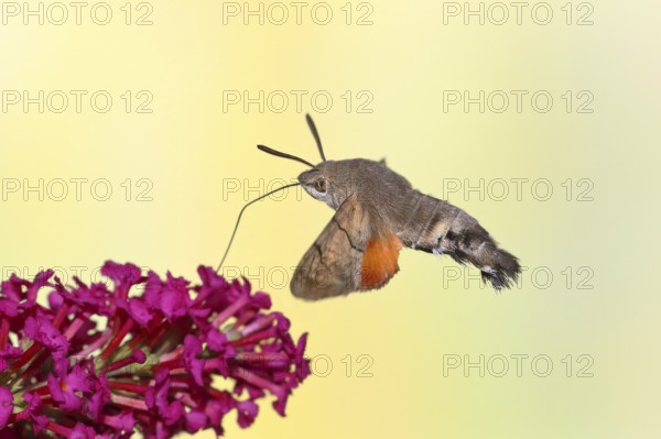 Hummingbird hawk-moth (Macroglossum stellatarum), flying, sucking nectar on flower of