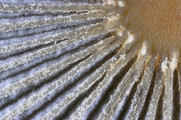 Detail of the structure of the umbrella of a Common Scheibchentintling (Parasola plicatilis), looks