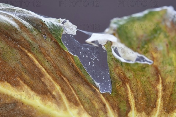 Spider mites pests with infecting sick leaf of Philodendron houseplant with web