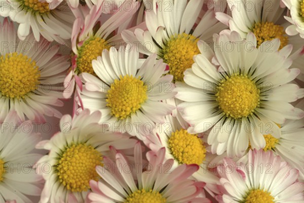 Common daisy (Bellis perennis), medicinal plant, naturopathy classifies the daisy among other