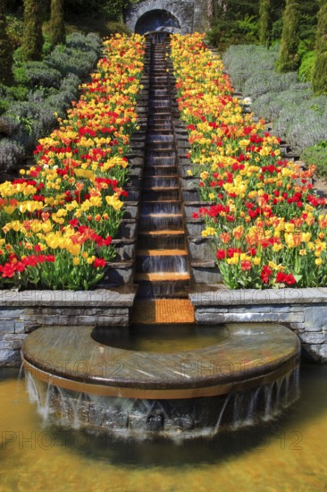 Water feature and tulips, Mainau Island, Lake Constance, Constance, Baden-Württemberg, Germany,