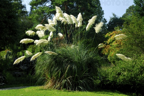 Pampas grass (Cortaderia selloana)