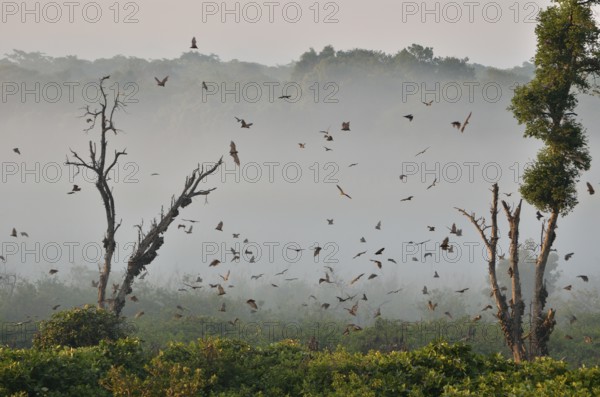 Straw-coloured Fruit Bats (Eidolon helvum), in flight, Kasanka National Park, Zambia, Africa