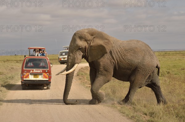 Elephant (Loxodonta africana) in front of a safari vehicle, Amboseli National Park, Rift Valley