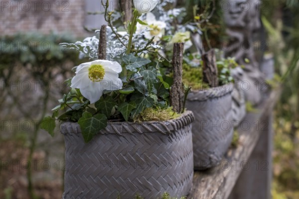 Christmas rose or hellebore (Helleborus), North Rhine-Westphalia, Germany, Europe