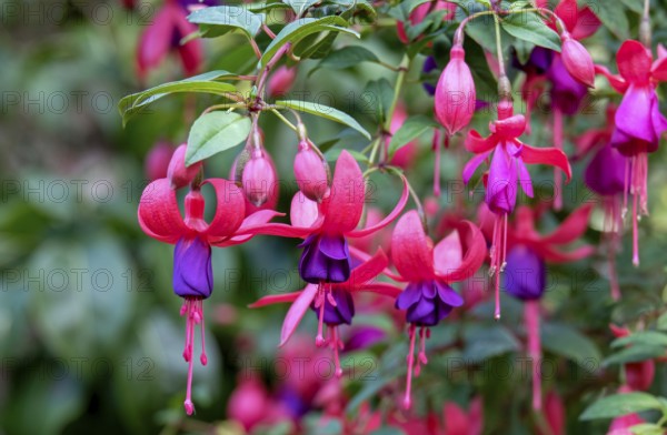 Flowering fuchsias (Fuchsia), North Rhine-Westphalia, Germany, Europe