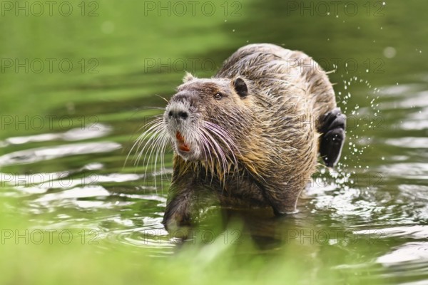Semiaquatic rodent called, commonly known as Nutria (Myocastor Coypus), scratching itself in river.
