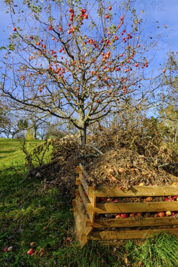 Apple tree in autumn with compost heap on a meadow orchard in the vineyards of Metzingen,