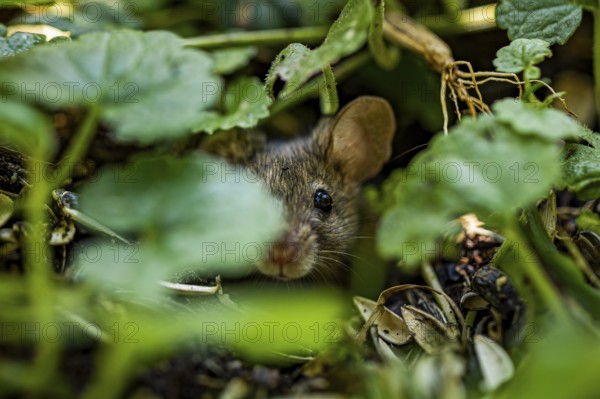 House mouse (Mus musculus) between leaves, close-up, Lower Austria, Austria, Europe