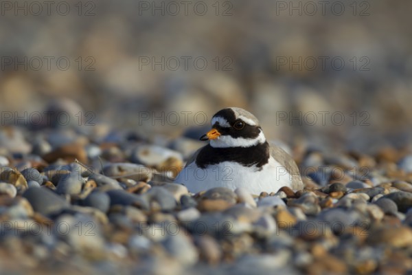 Ringed plover (Charadrius hiaticula) adult bird sitting on a nest on a shingle beach, Norfolk,