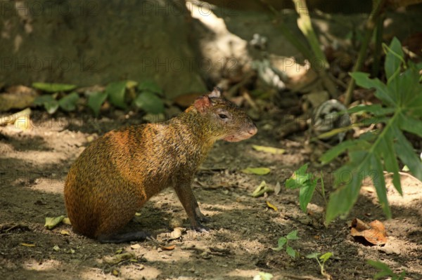 Paca (Agouti) (Dasyprocta punctatus), lateral, Honduras, Central America