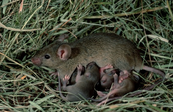 House mice (Mus musculus), female, nursing young, Germany, Europe