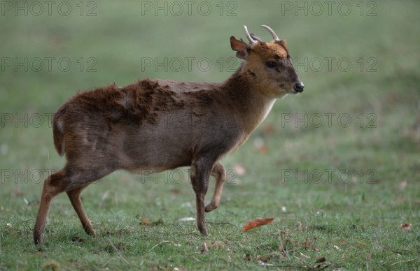 Chinese Muntjak, male (Muntiacus muntjak reevesi), Chinese Muntjak, male, Reeve's Muntjak, lateral,